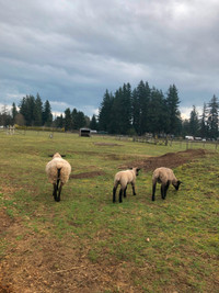 Sheep Ewe and Lambs