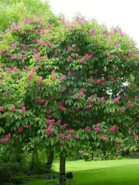 Superbe arbre maronnier Fort Mcnair à vendre