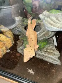 Male crested gecko