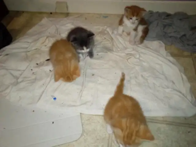 2 chatons mâles qui restent in Cats & Kittens for Rehoming in Drummondville - Image 7
