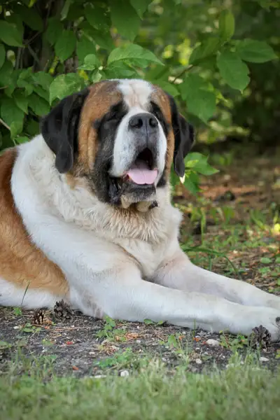 St. Bernard  Male pups, View more