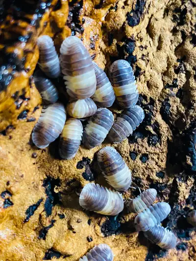 Isopods / springtails list for bioactive enclosures, View more