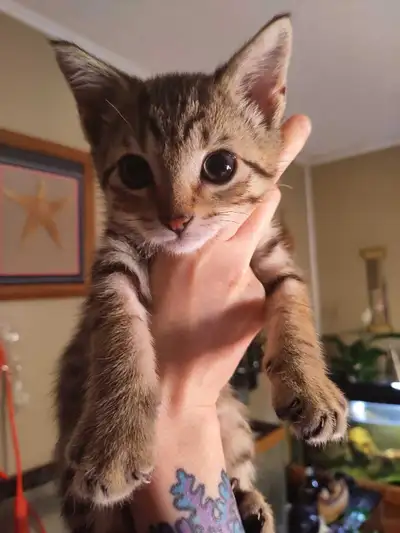 Beautiful Male Tabby/ Siamese Kitten availble for his new home Gourgous marking and Going to have Be...