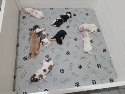 Moyen/Medium F1B Hypoallergenic Goldendoodles, View more