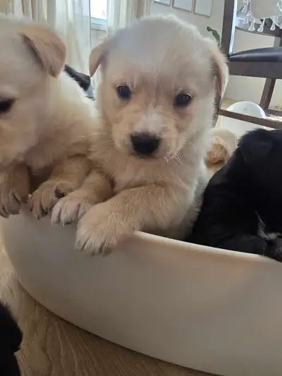 retreiver mix puppies for sale, View more