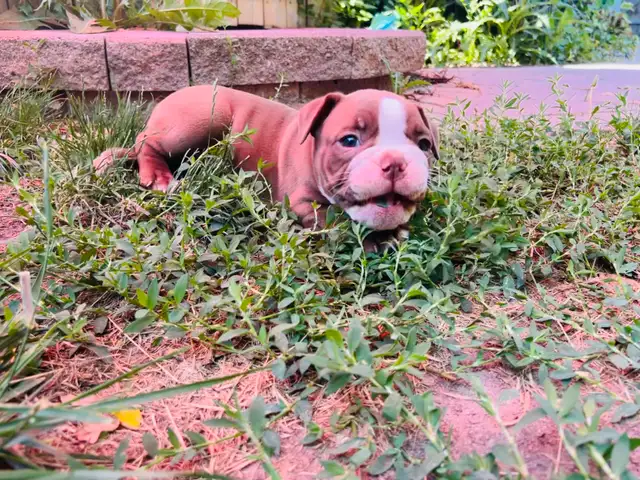 Olde English Bulldog puppies in Dogs & Puppies for Rehoming in Oshawa / Durham Region - Image 7