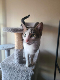 2 yr old female cat rehoming 