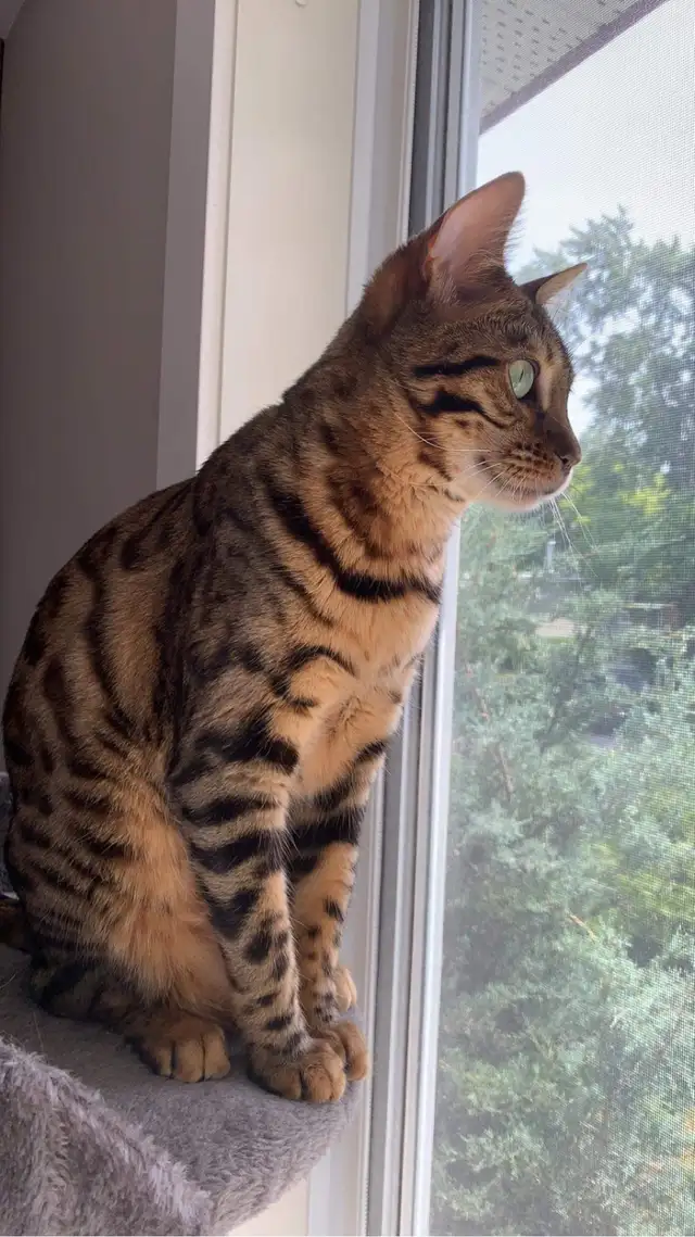 Chatte  de Bengal - Gisèle in Cats & Kittens for Rehoming in Laval / North Shore - Image 8