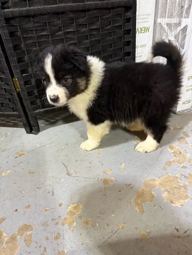 berger australien mâle in Dogs & Puppies for Rehoming in Laurentides - Image 2