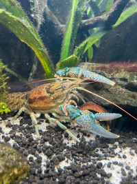 Live Crayfish/Guppies for Sale