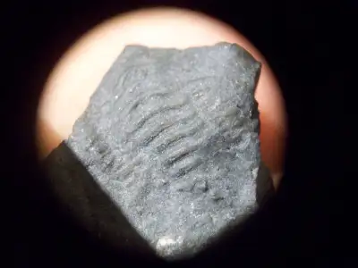 SEMI-ENROLLED FLEXICALYMENE TRILOBITE, View more