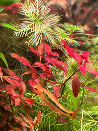 Beautiful ludwigia super red