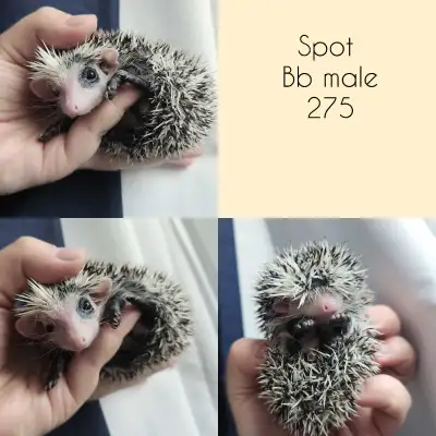 bébé hérisson male // Baby male hedgehog, View more