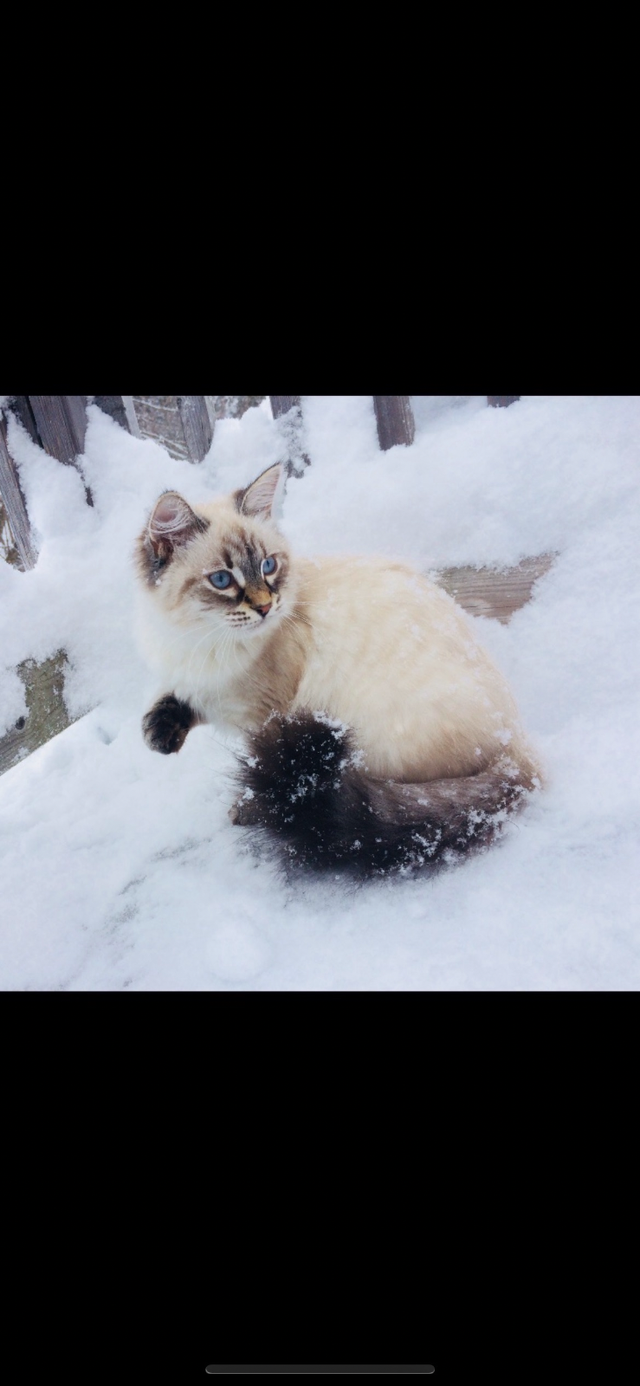 Chatons Sibériens enr Tica et Maine coon Enr Tica pures races