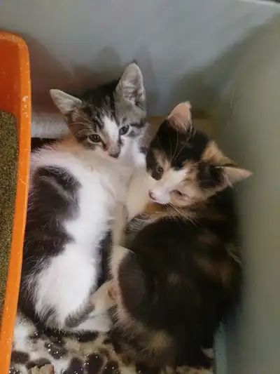 Chatons à adopter! NEGOTIABLE Photo 1: Chat Tabby Brun, Mâle, (Date de naissance: 13 Avril 2025), -...