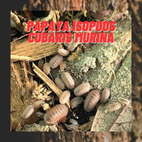 Big Sale: Papaya Isopods!