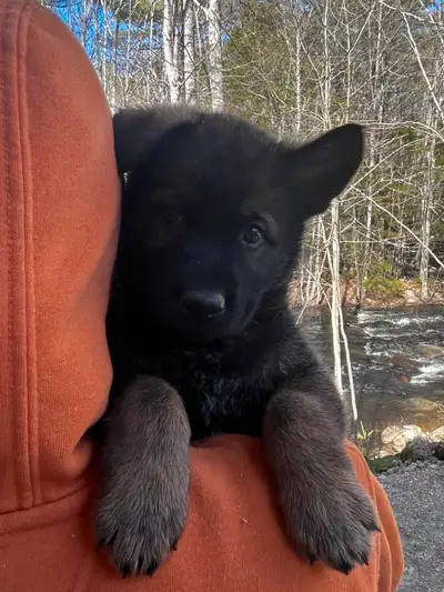German shepherd/Malinois puppies. Ready to go May 20th. Sire is a CKC registered German Shepherd and...