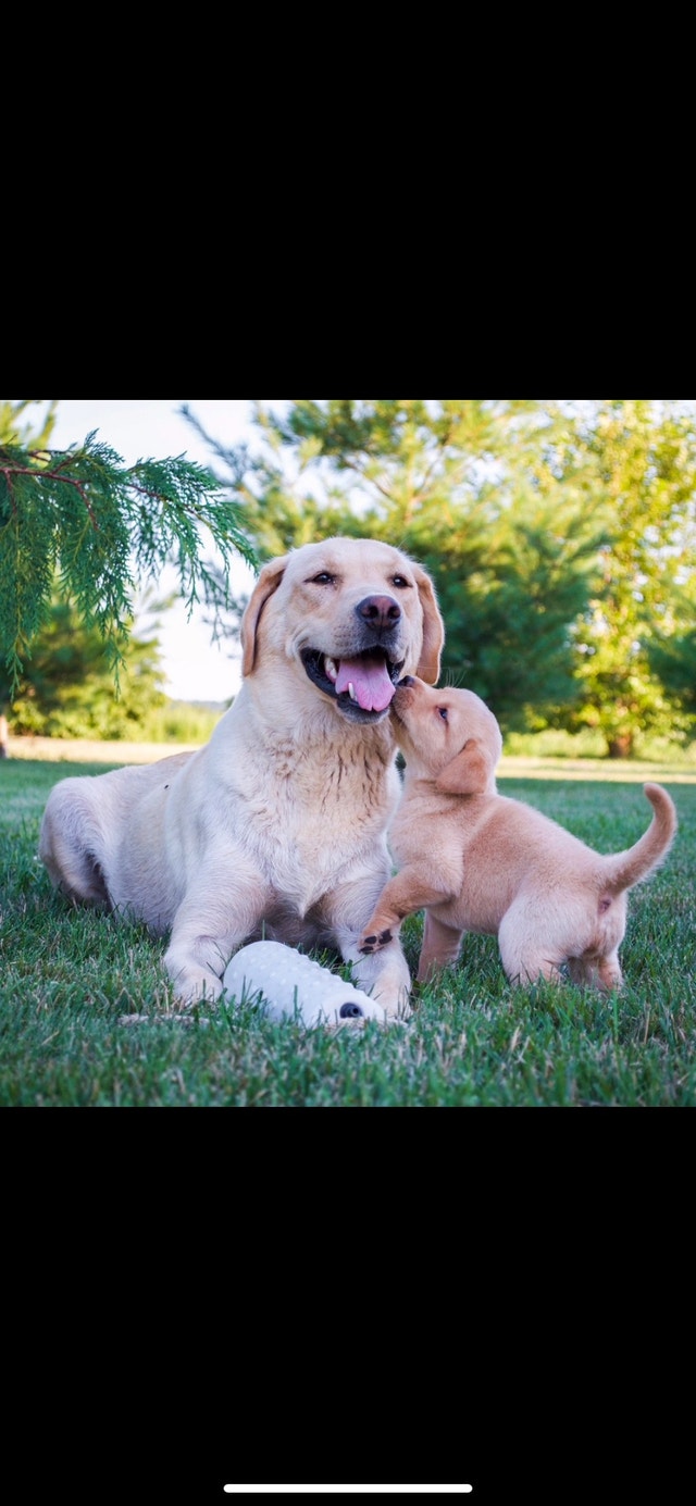 Purebred yellow Labrador Dogs & Puppies for Rehoming St. Catharines