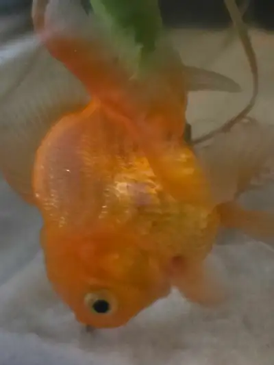 Fancy Goldfish, View more