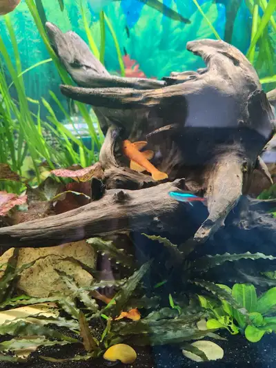Super Red plecos, View more