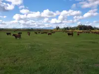150 Head Cattle Ranch in British Columbia