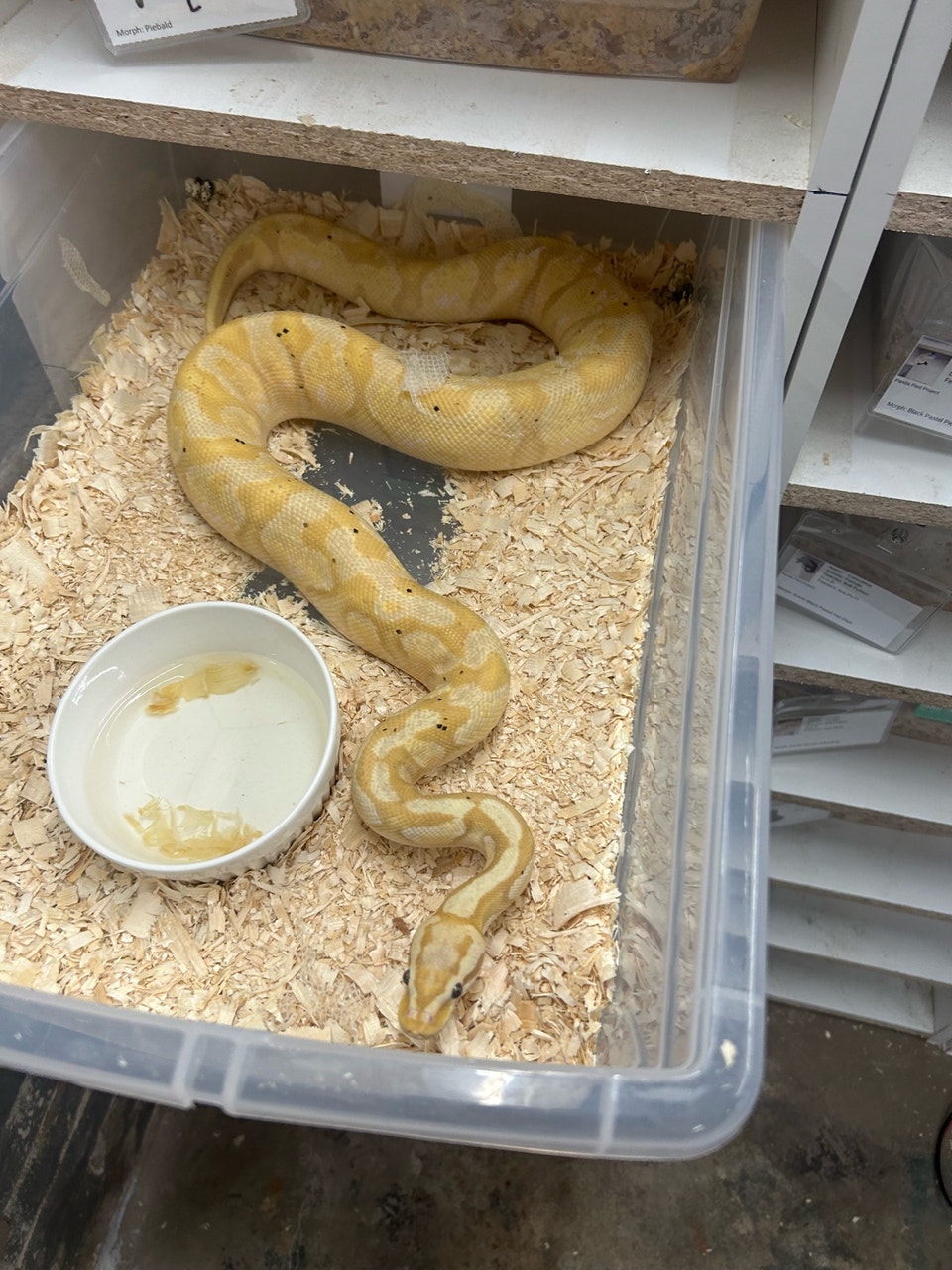 ball pythons for sale | Reptiles & Amphibians for Rehoming | Brantford ...