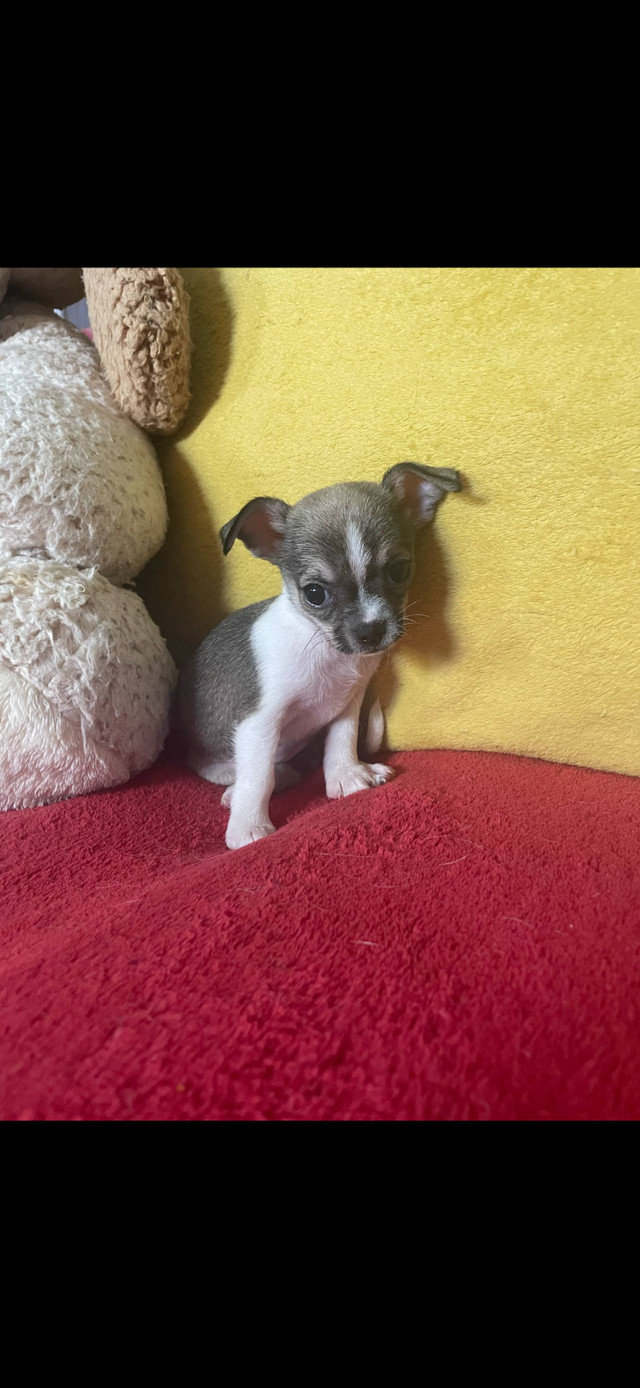 Chihuahuas dans Chiens et chiots à adopter  à Ouest de l’Île - Image 2