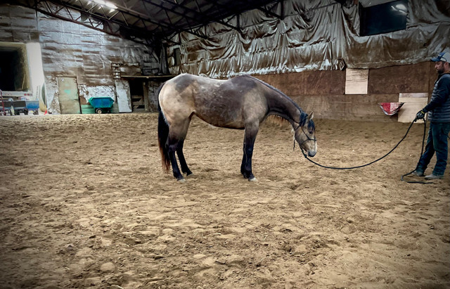 Pouliche buckskin dans Chevaux et poneys à adopter  à Longueuil/Rive Sud - Image 2