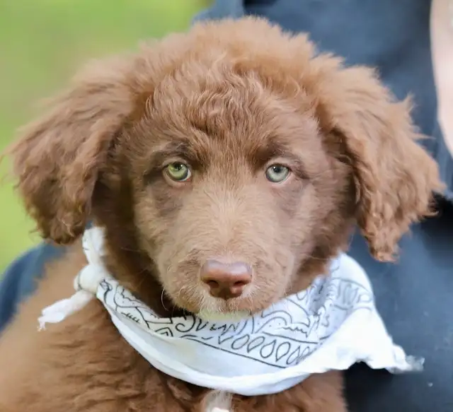 6 TRÈS  RARES BORDOODLES, DOODLES,   CHIOTS,PUPPY in Dogs & Puppies for Rehoming in Laurentides - Image 9