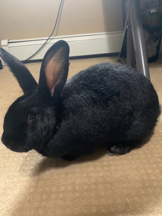 Rabbit Neutered For Free Small Animals for Rehoming Delta/Surrey/Langley Kijiji