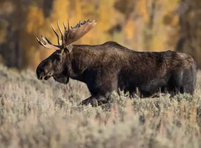 Chasse 2026 1 ou 2 chasseurs ORIGNAL 11-18, 18-25  Oct. Zon  13., View more