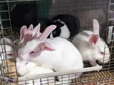 rabbits for sale, View more