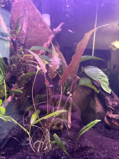 Cryptocoryne undulata, View more