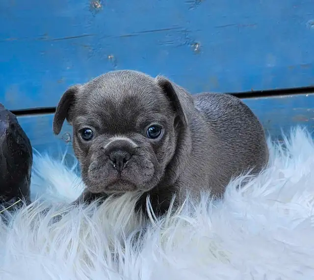 2 Female French Bulldog Puppies Ready June 20th! in Dogs & Puppies for Rehoming in Edmonton - Image 7