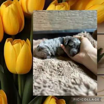 chiot goldendoodle élevage familial ❤️, View more