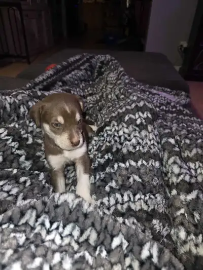 chiots a vendre, View more