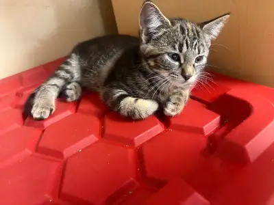 kittens ready for new home, View more