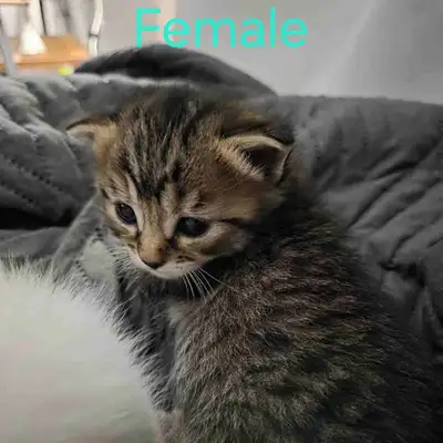 Adorable kittens for rehoming, View more