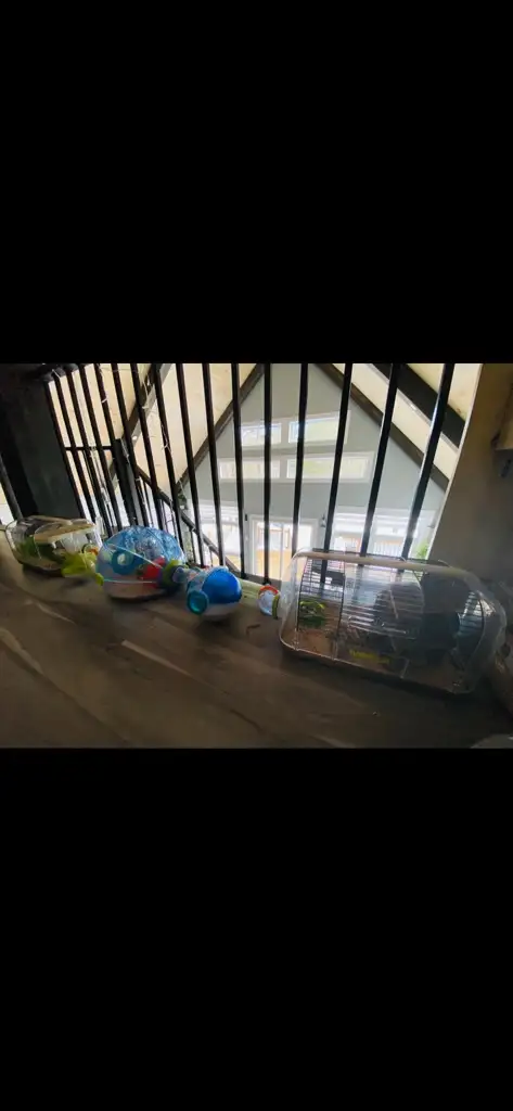 cage pour hamster in Accessories in Lanaudière - Image 7