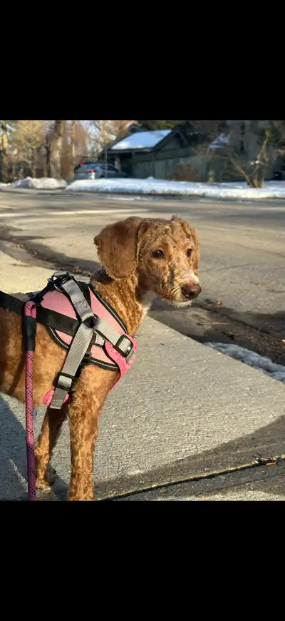 She has high energy, loves to walk, and good in socializing humans and other dogs. I will need to le...