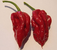 Ghost Pepper Pods or Ghost Powder 1oz. $6.95 FREE SHIPPING