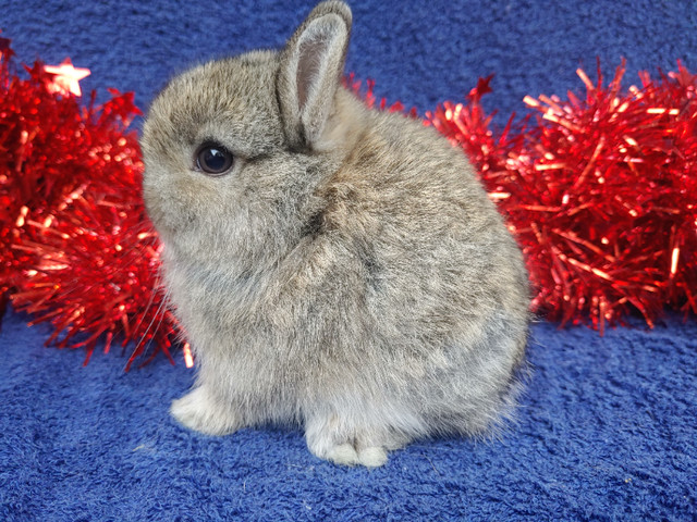 EXTRAORDINARY, RARE BROKEN LILAC NETHERLAND DWARF BABY BUNNY in Small Animals for Rehoming in City of Toronto - Image 2