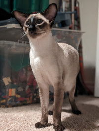 Pointed Oriental Male Cat