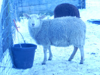 Ewe Lambs for Sale