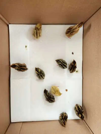 cortunix quail chicks , View more