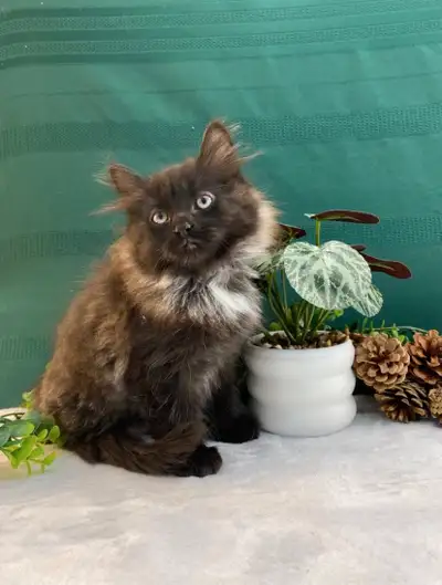 Male Maine Coon (Black Smoke) For Sale to a Good Home, View more