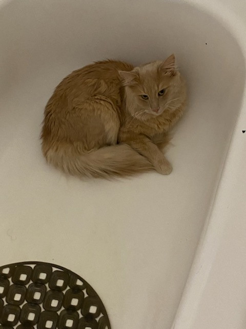 Simba for Rehoming in Other in Ottawa