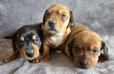 Miniature Dachshund Puppies - 1 Brown Female Left, View more