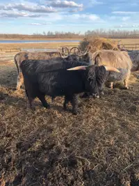 Highland bull for sale
