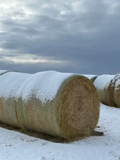 Barley Straw and Oat Greenfeed bales, View more